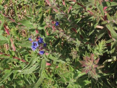 Lobostemon argenteus