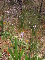 Watsonia marginata