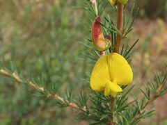 Aspalathus uniflora