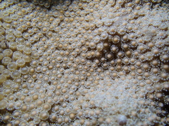 Montastraea cavernosa