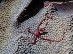 Ophioderma rubicunda