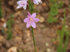 Watsonia marginata