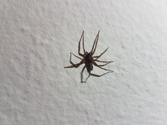 Liocranum rupicola