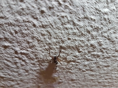Liocranum rupicola