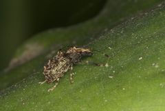 Meconemus
