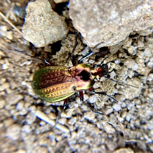 Carabus arvensis