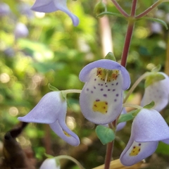 Jovellana punctata