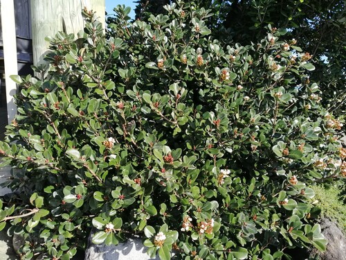 Rhaphiolepis umbellata