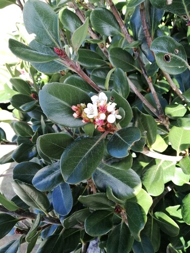 Rhaphiolepis umbellata