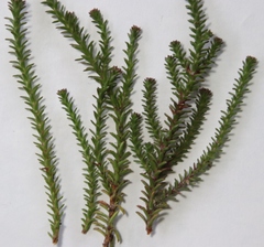 Roella recurvata