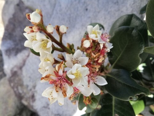 Rhaphiolepis umbellata