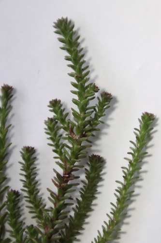 Image of Roella recurvata by (c) Tony Rebelo, some rights reserved (CC BY-SA)