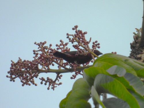 iNaturalist image