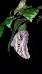 Caligo idomeneus