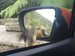 Motacilla cinerea patriciae