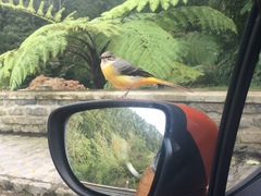 Motacilla cinerea patriciae