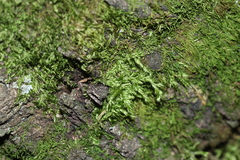 Brachythecium campestre