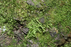 Brachythecium campestre