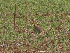 Rhynchotus rufescens