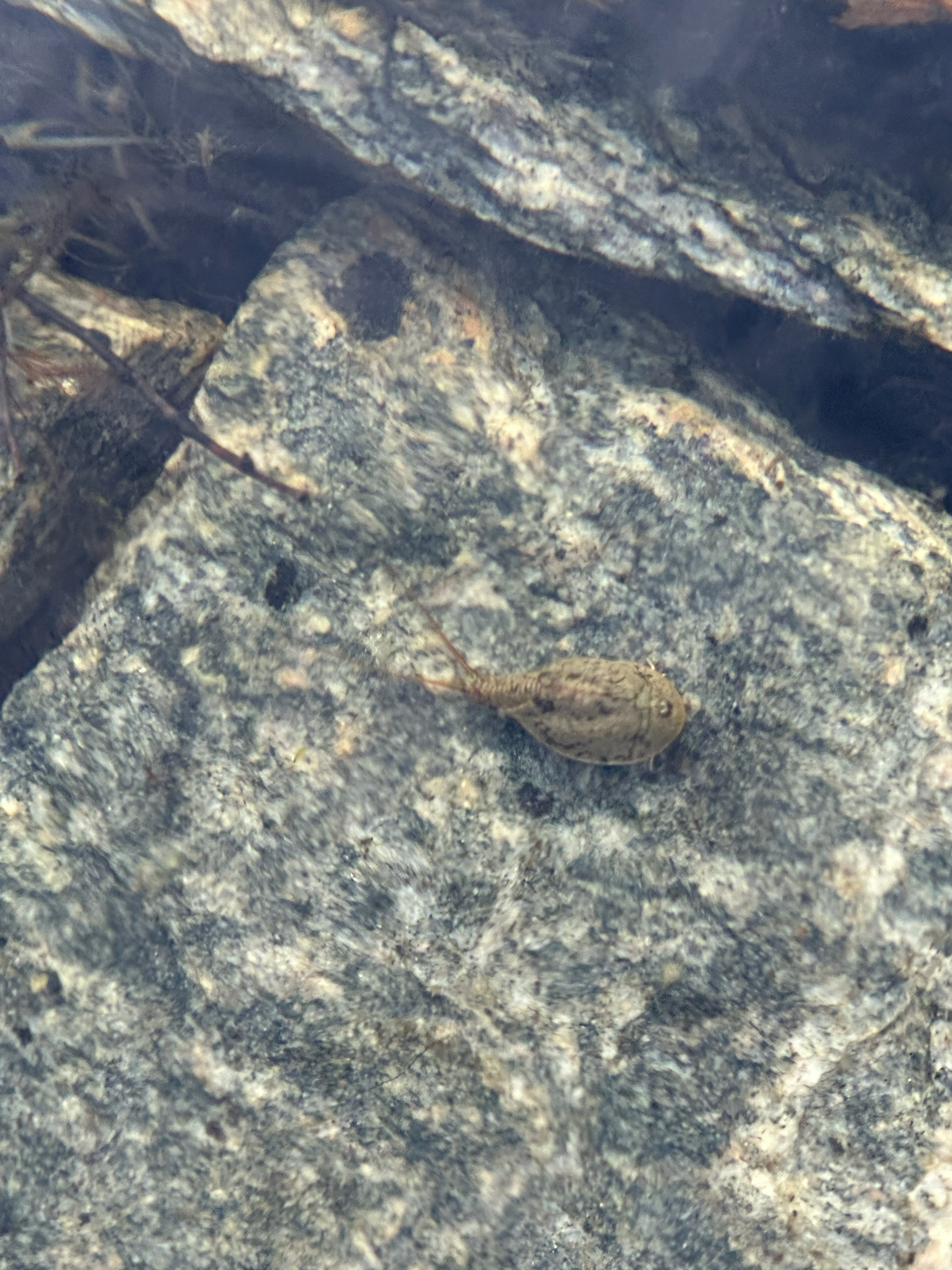 Lepidurus arcticus (Pallas, 1793)
