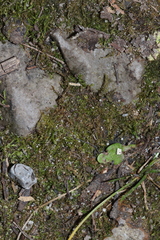 Plagiothecium cavifolium