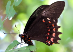 Heraclides rogeri pharnaces