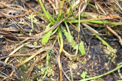 Triglochin scilloides