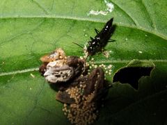 Paederus ornaticornis