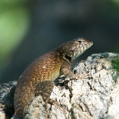 Hunsaker's Spiny Lizard photo 3