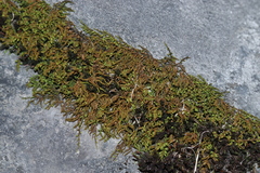 Claopodium rostratum