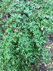 Myricaceae