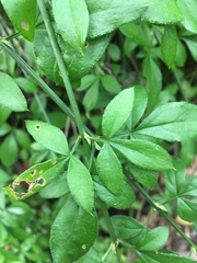 Myricaceae