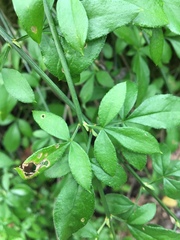 Myricaceae