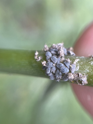 Leaf-curling plum aphid