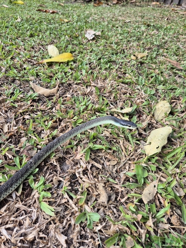 Common Tree Snake sighting