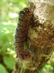 Acronicta hastulifera