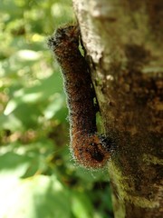 Acronicta hastulifera