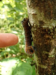 Acronicta hastulifera