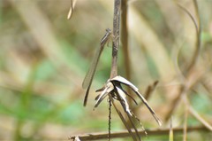 Pseudagrion sudanicum