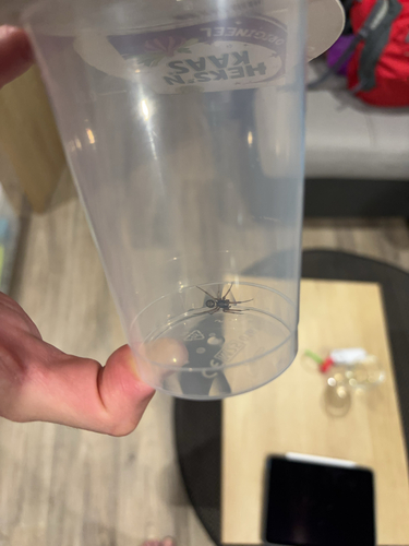 Noble False Widow, Lauwersoog, photo 10 of 10
