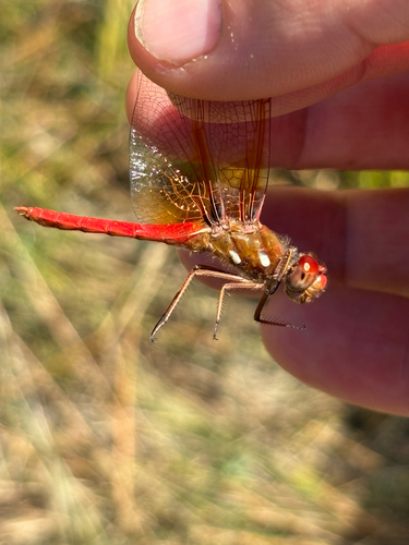 iNaturalist observation photo of Cardinal Meadowhawk