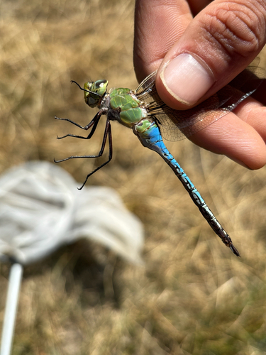 iNaturalist observation photo of Common Green Darner