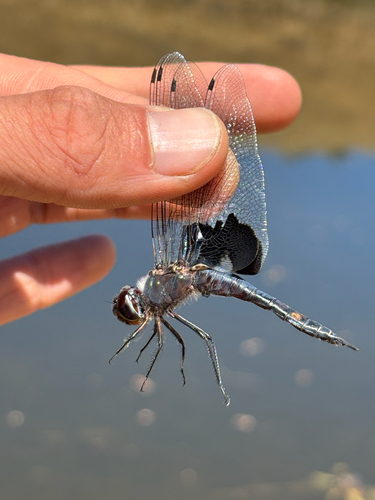 iNaturalist observation photo of Black Saddlebags