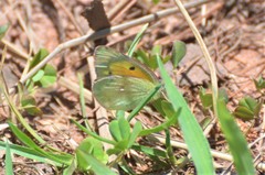 Colias electo