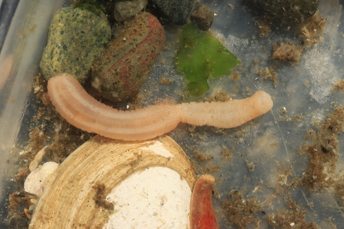 Leptosynapta observed 2025-08-08