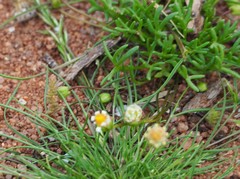 Brachyscome lineariloba