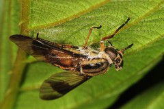 Chrysops geminatus
