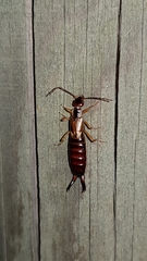 Forficula auricularia