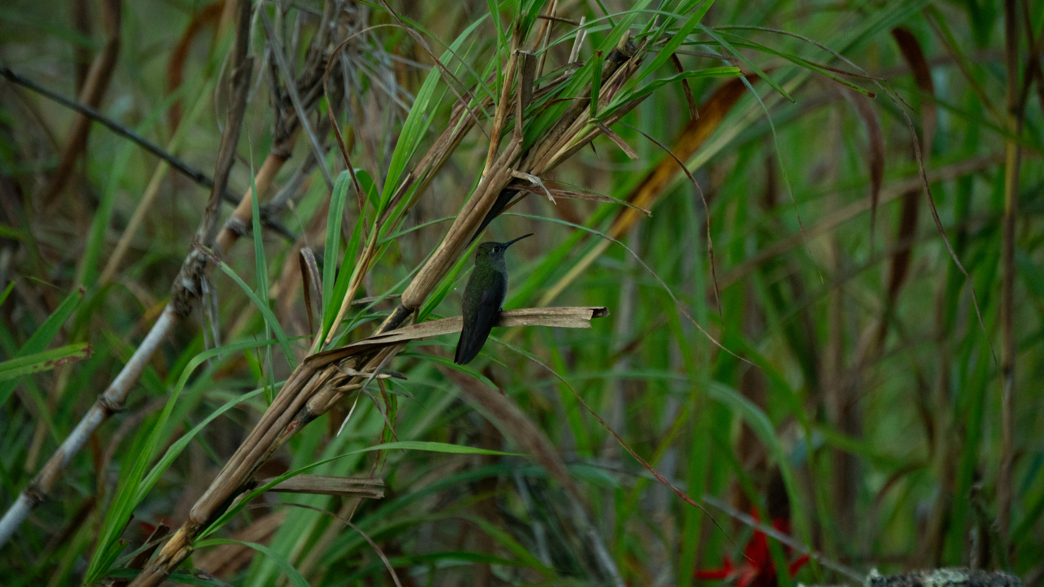 Sombre Hummingbird illustration