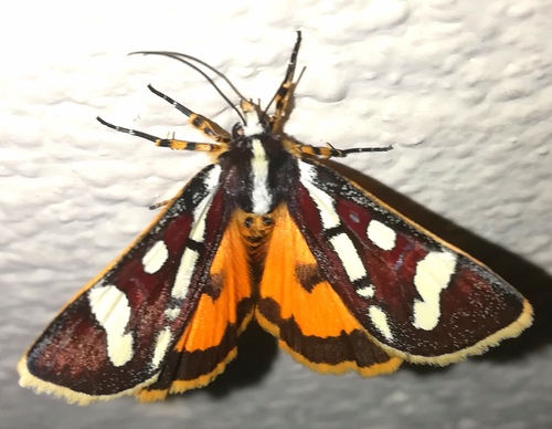 Mitrophrys menete